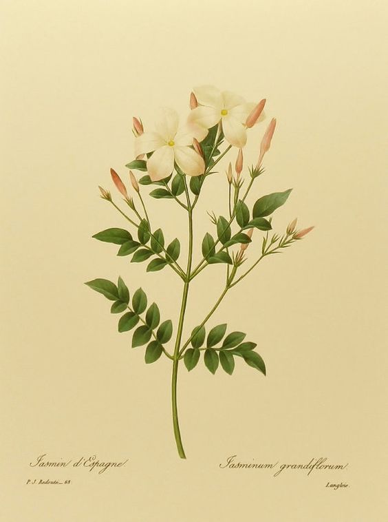 Jasmine- botanical drawing